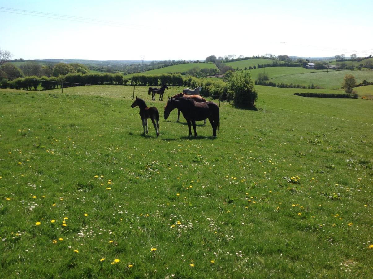 The Rock Equestrian Farm B&B Bailieborough Buitenkant foto